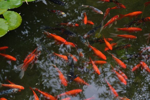 Molti nuotavano. Alcuni sembrava che volassero